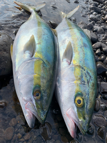 ハマチの釣果