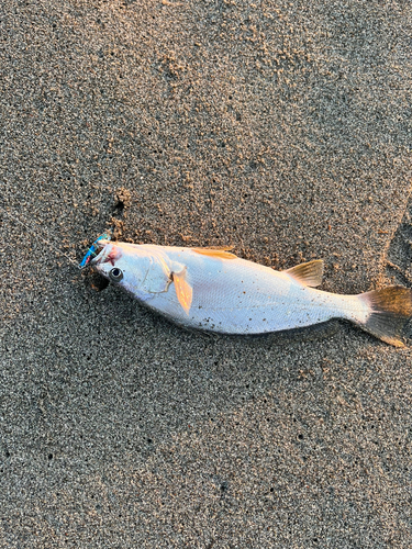 ニベの釣果