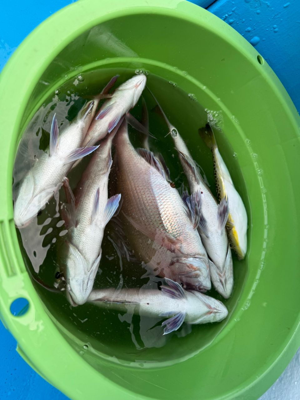 つよしの釣り浪漫さんの釣果 3枚目の画像