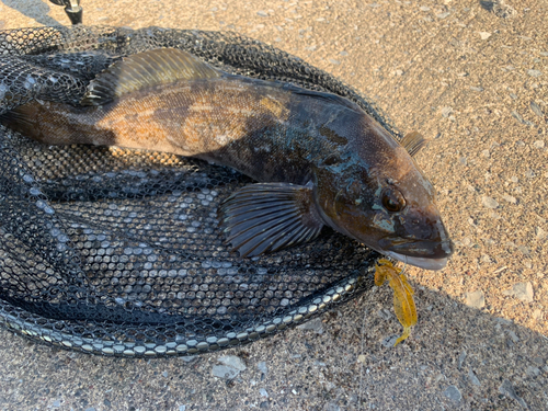 アイナメの釣果