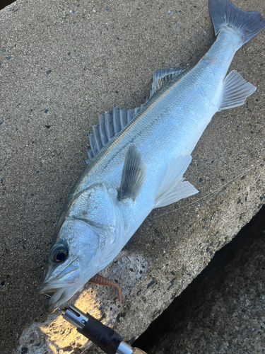 シーバスの釣果