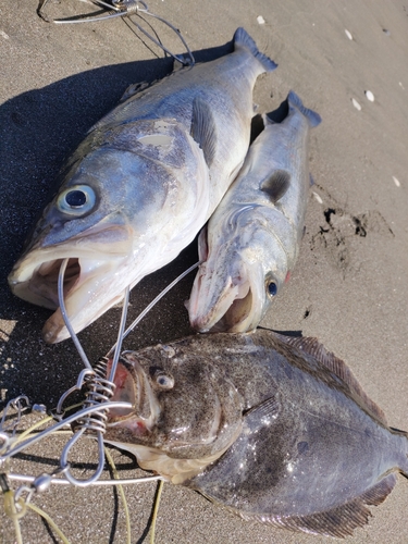 ヒラメの釣果