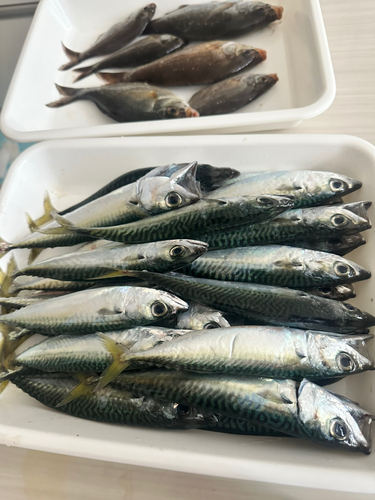 サバの釣果