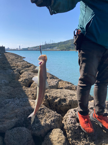 エソの釣果