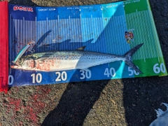 サゴシの釣果