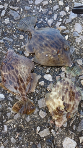 カワハギの釣果