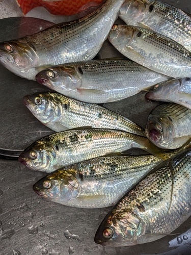 コノシロの釣果