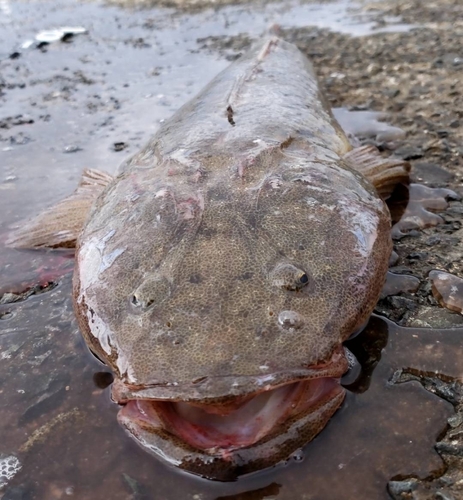 マゴチの釣果