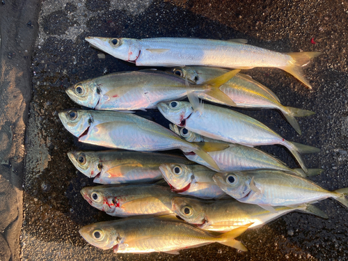 アジの釣果