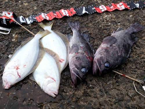 クロソイの釣果