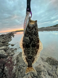 ヒラメの釣果