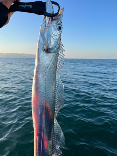 タチウオの釣果