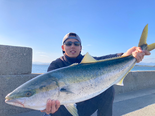 ブリの釣果