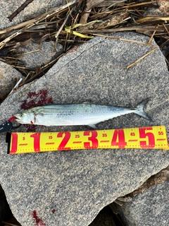 サゴシの釣果