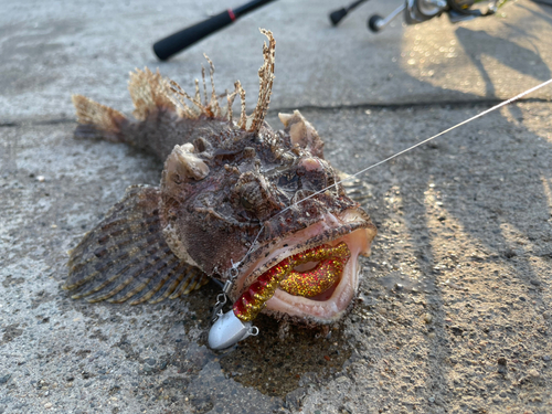 カジカの釣果