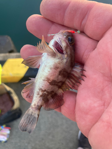 メバルの釣果