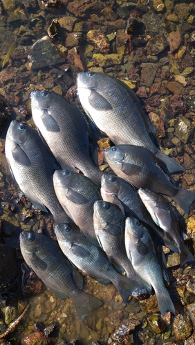 クチブトグレの釣果