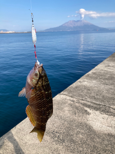 ベラの釣果