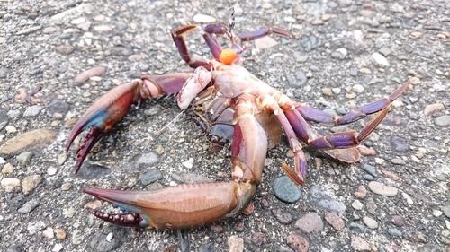 カニの釣果