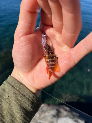 オオモンハタの釣果