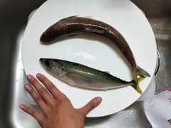 サバの釣果