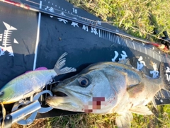 スズキの釣果