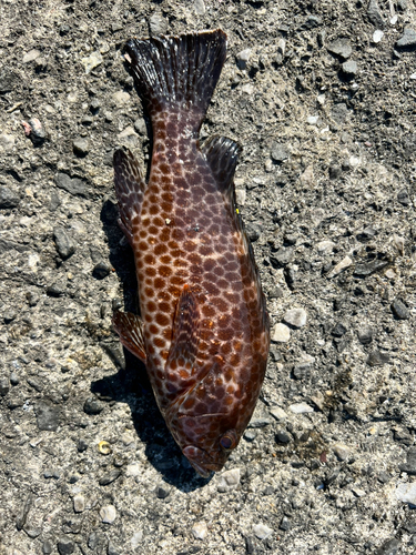 オオモンハタの釣果