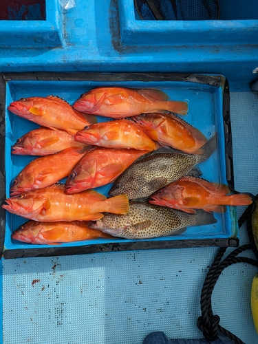 アカハタの釣果