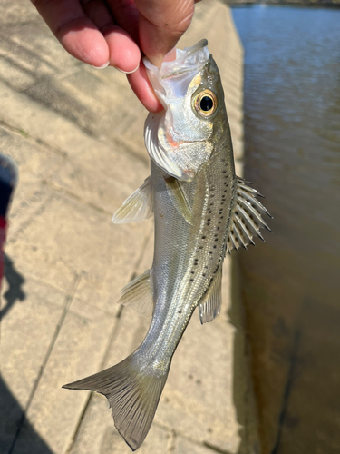 釣果