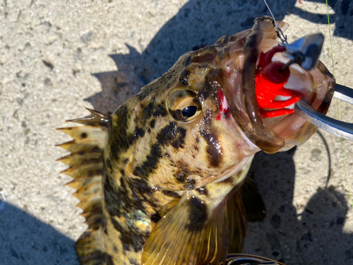 タケノコメバルの釣果