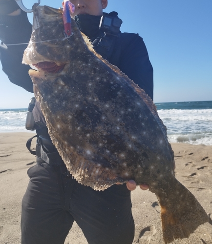 ヒラメの釣果