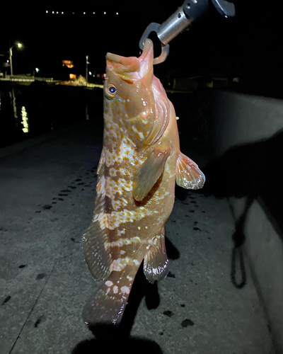 オオモンハタの釣果