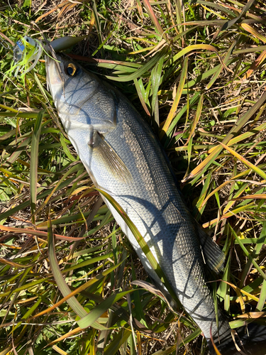 フッコ（マルスズキ）の釣果