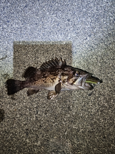 クロソイの釣果