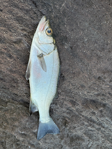 セイゴ（マルスズキ）の釣果