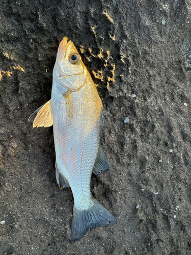 セイゴ（マルスズキ）の釣果