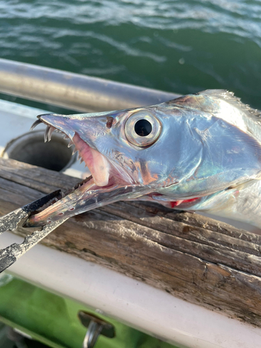 タチウオの釣果