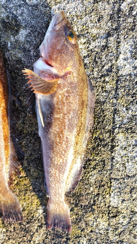 アイナメの釣果