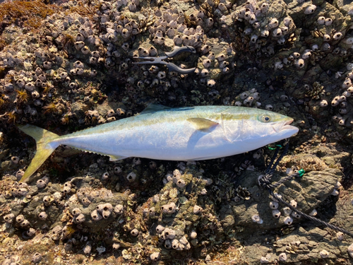 ブリの釣果