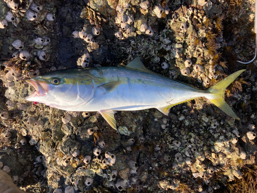 ハマチの釣果