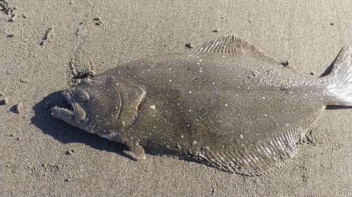 ソゲの釣果