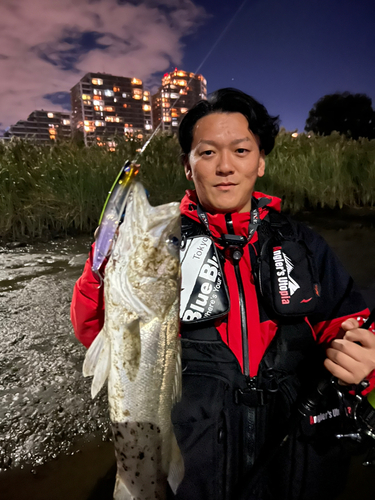 スズキの釣果