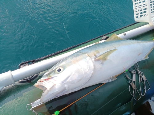 ヤズの釣果