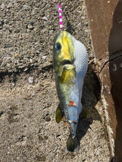 シロサバフグの釣果