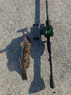 アイナメの釣果