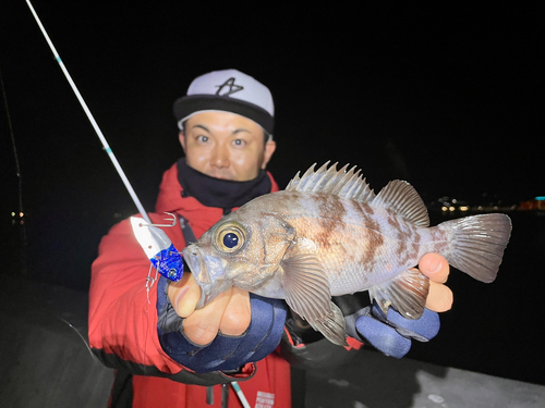 シロメバルの釣果