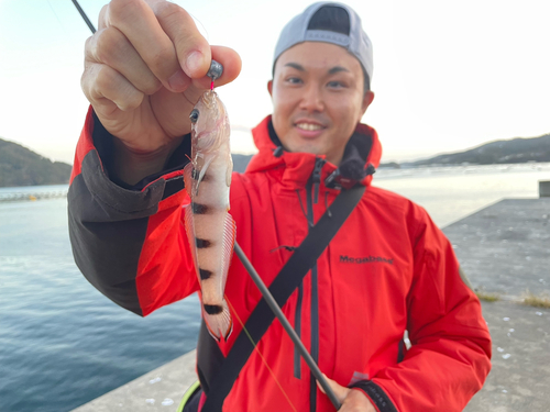 リュウグウハゼの釣果