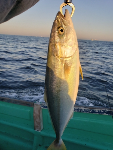 イナダの釣果