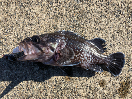 クロソイの釣果