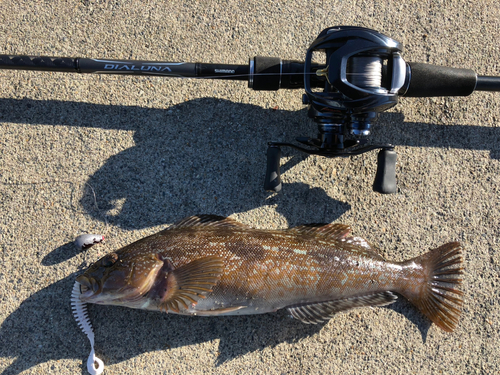 アイナメの釣果